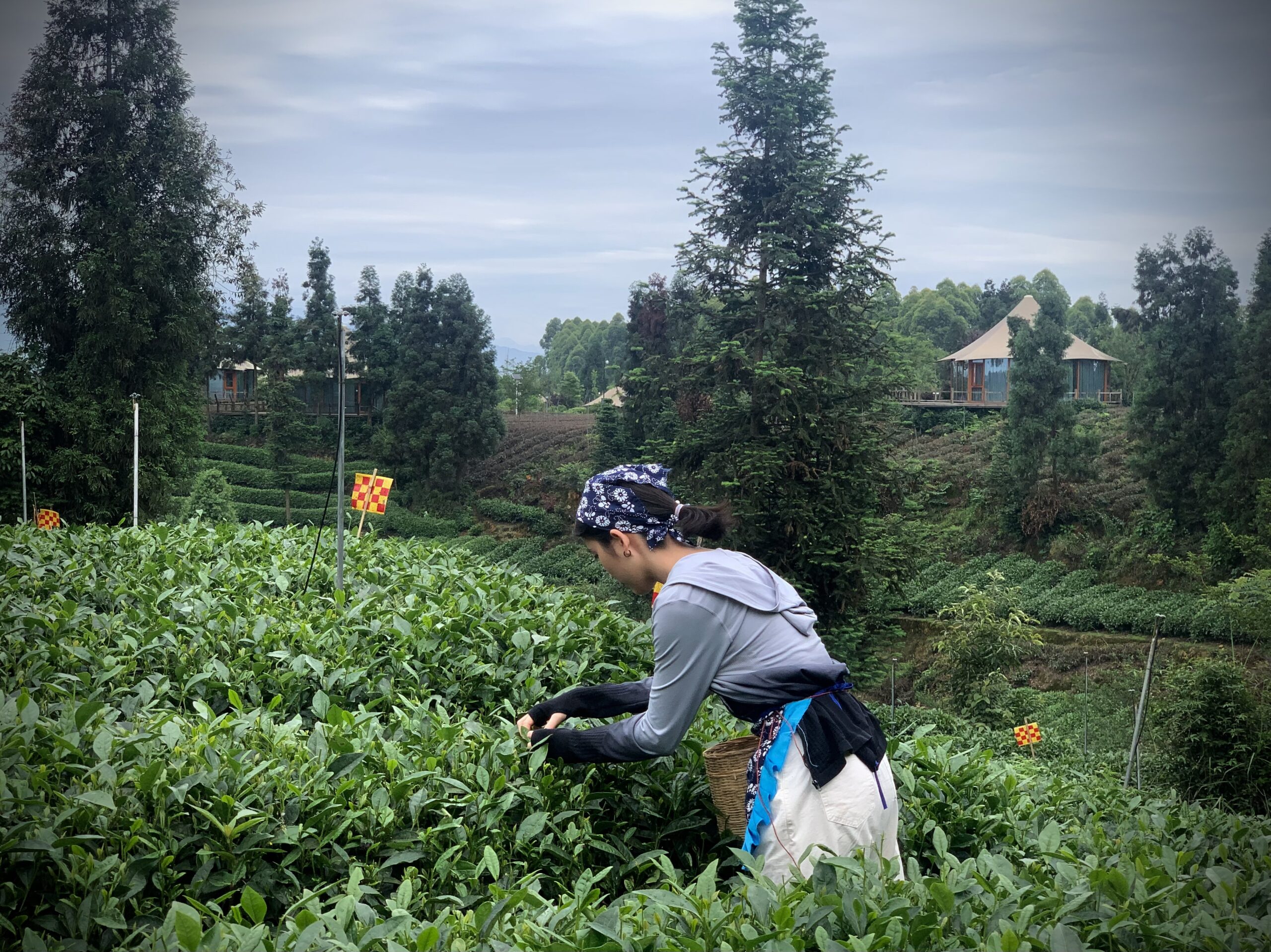 Volunteer collordinator of Chengdu Maowei Trade Co., Ltd.